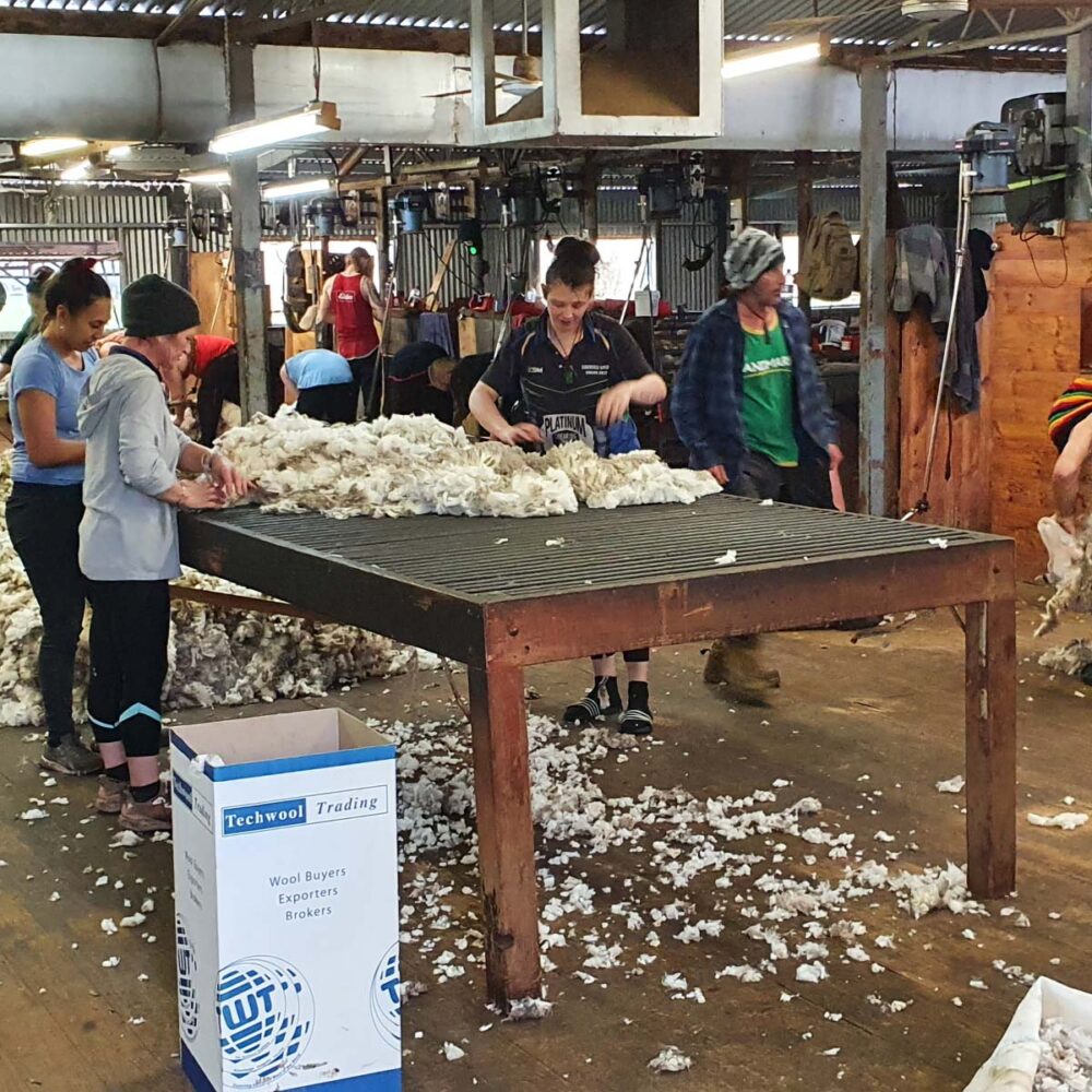 Wool Production, Hawkins Booroopki Farms