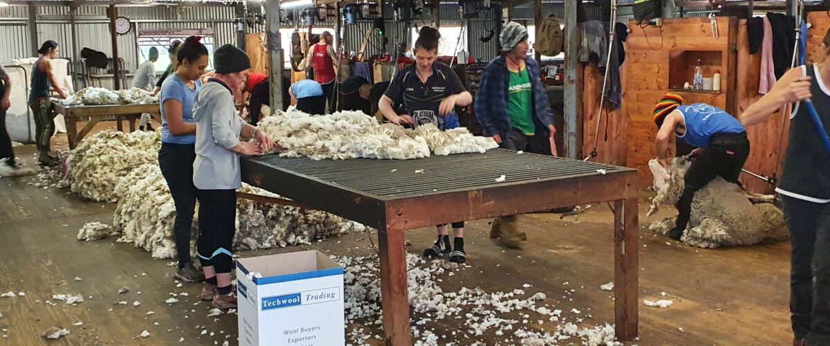Wool Production, Hawkins Booroopki Farms